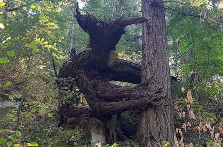 21 cái cây có hình thù kỳ lạ làm bạn liên tưởng tới các thứ khác