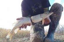 Con cá bị dây nhựa siết gần đứt đôi phản ánh tình trạng xả rác nghiêm trọng