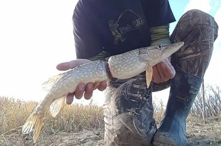 Con cá bị dây nhựa siết gần đứt đôi phản ánh tình trạng xả rác nghiêm trọng