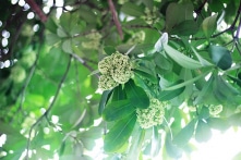 Nỗi ám ảnh mang tên hoa sữa