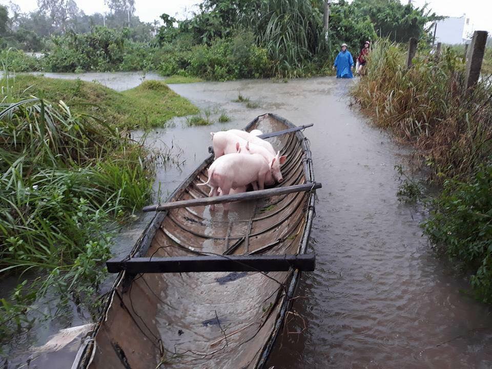 nguoi dan phai dung thuyền để cứu gia súc