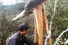 Đắk Nông: Mất gần 50ha rừng, Chủ tịch xã bị kỷ luật Cảnh cáo