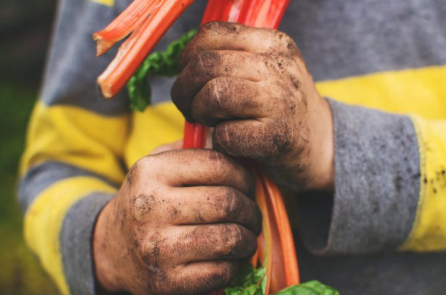 Nghịch bẩn là tốt: Vì sao trẻ em cần tiếp xúc với vi khuẩn nhiều hơn?