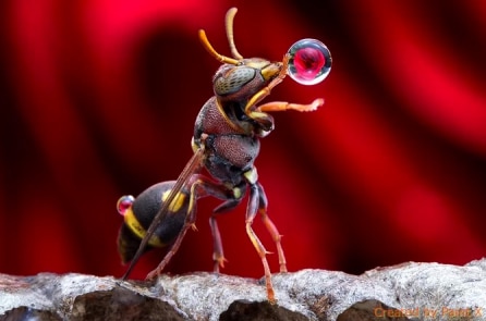 18 bức ảnh khoa học nổi bật trong năm 2017