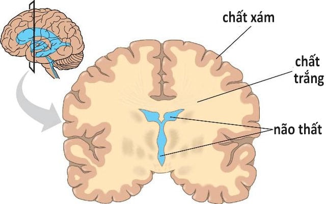 chat xam chat trang copy