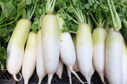 Bạn đã biết những lợi ích đặc biệt này của “nhân sâm trắng”?