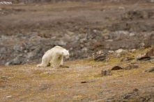 Cảnh tượng thương tâm: Con gấu Bắc Cực gầy đói lục thùng rác tìm thức ăn (Video)