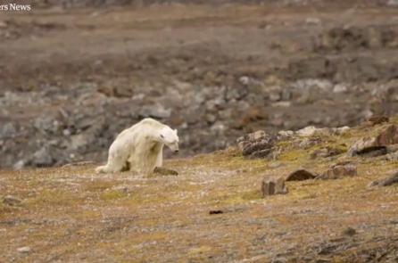Cảnh tượng thương tâm: Con gấu Bắc Cực gầy đói lục thùng rác tìm thức ăn (Video)