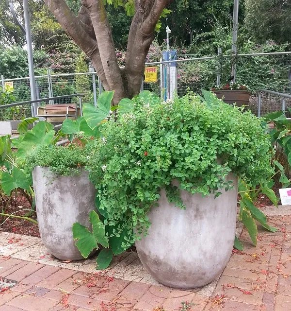 herbs in pots