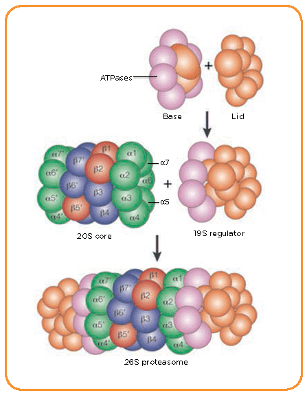 proteasome 1