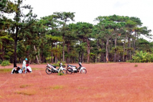 Gia Lai: Sẽ phá gần 200 ha rừng thông làm sân golf?