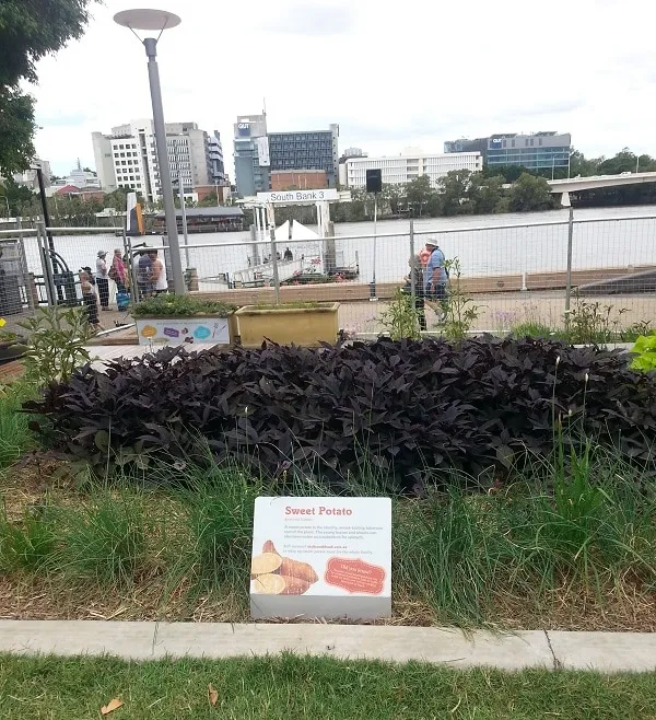 sweet potato patch