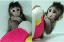 Nhân bản vô tính khỉ thành công ở Trung Quốc, nên mừng hay lo?