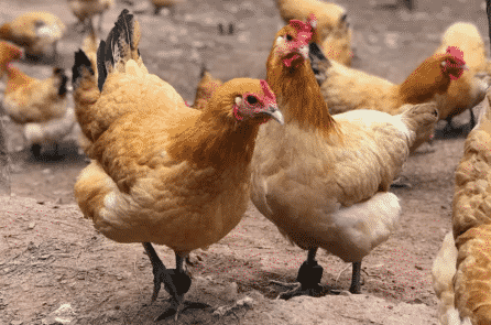 Trung Quốc: Theo dõi tường tận vòng đời của gà qua ứng dụng công nghệ Blockchain