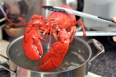 Thụy Sĩ: Chính phủ cấm luộc tôm hùm còn ý thức dù vấp phải nhiều tranh cãi