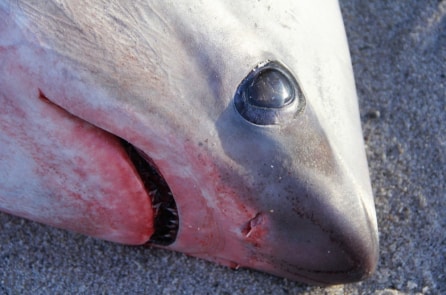 Mỹ: Trời lạnh đến mức cá mập cũng… chết cóng