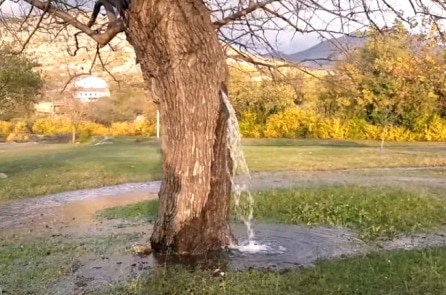 Ấn Độ và châu Phi xuất hiện nhiều ‘cây phun nước’ thần kỳ