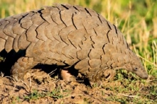 Cà Mau: Khởi tố vụ vận chuyển 114 cá thể tê tê