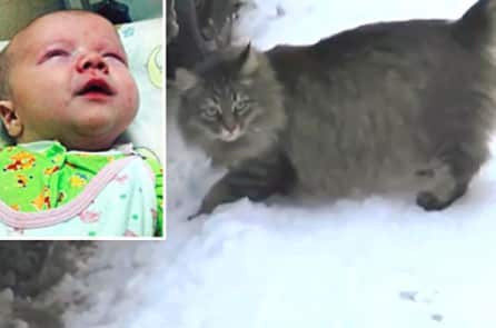 Chú mèo hoang sưởi ấm cho em bé bị bỏ rơi lạnh cóng trên đường