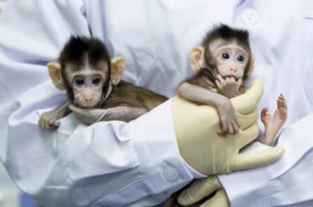 Trung Quốc: 2 con khỉ đầu tiên trên thế giới ra đời nhờ sinh sản vô tính