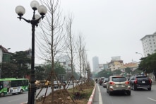 Hà Nội trồng mới cây bàng lá nhỏ thay thế cây phong lá đỏ