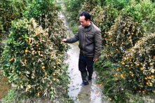 Vụ phá hoại vườn quất tại Thanh Hóa: Bị cáo nhận án 30 tháng tù