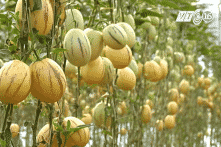 Dưa hấu tí hon chưng Tết của ông giáo Sa Đéc