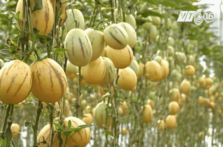 Dưa hấu tí hon chưng Tết của ông giáo Sa Đéc