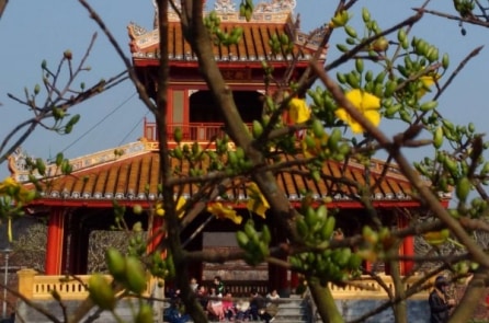 Chút xuân hoài cổ nơi xứ Huế