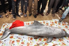 Xác cá heo trắng dài 2m, nặng 70 kg dạt bờ biển Nghệ An