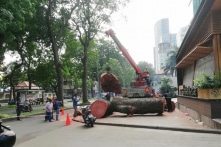 Những cái cây ngu ngốc vừa chết