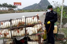 Hải Phòng: Tiêu hủy hơn 10.000 gia cầm cúm A/H5N6