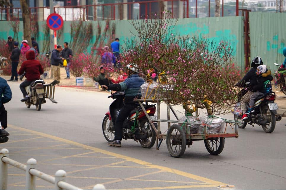 ha noi xuan hong tren nhung chiec xe 1