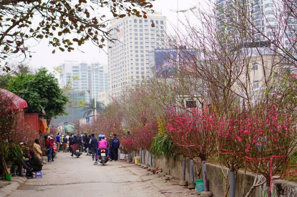 ha noi xuan hong tren nhung chiec xe 16