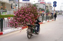 Hà Nội: Xuân hồng trên những chiếc xe