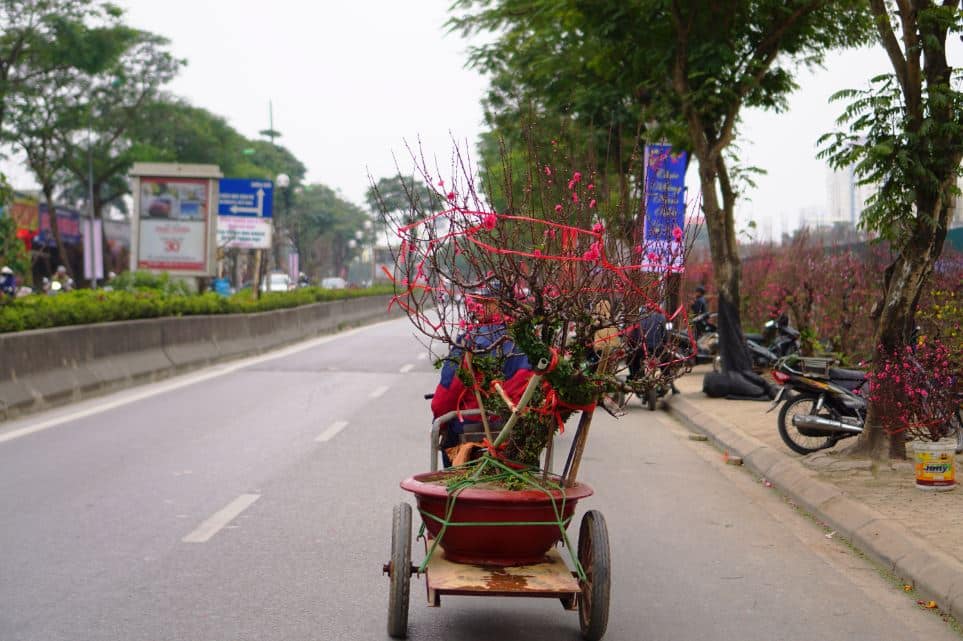 ha noi xuan hong tren nhung chiec xe 18