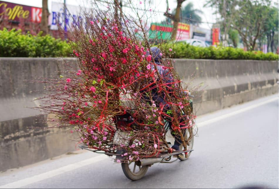 ha noi xuan hong tren nhung chiec xe 19