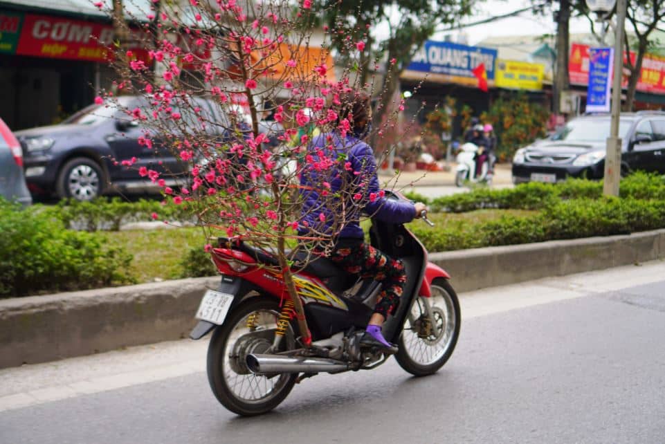 ha noi xuan hong tren nhung chiec xe 21