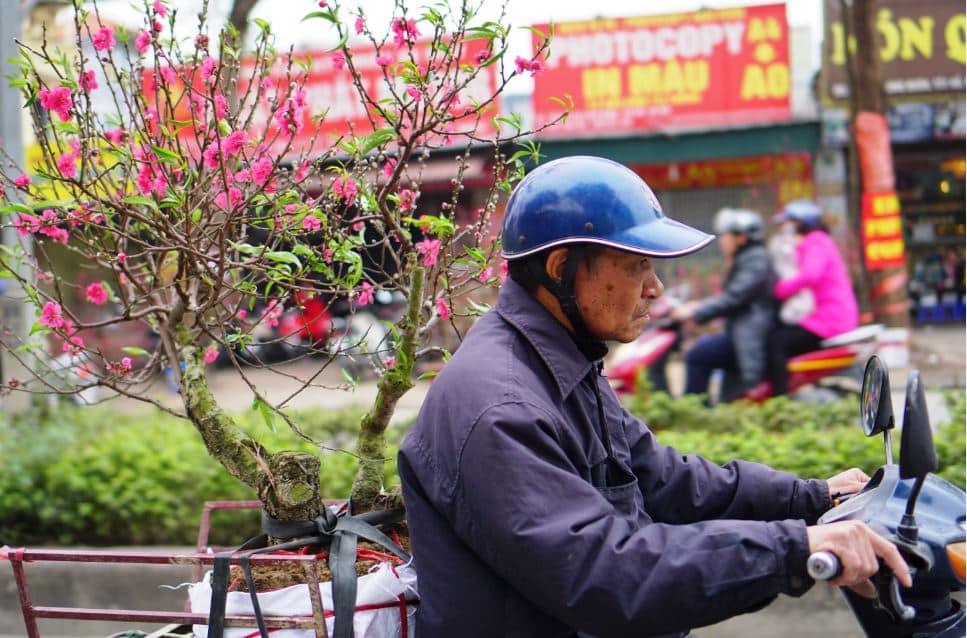 ha noi xuan hong tren nhung chiec xe 22