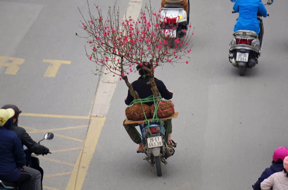 ha noi xuan hong tren nhung chiec xe 4