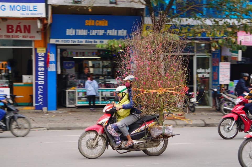 ha noi xuan hong tren nhung chiec xe 7