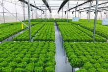 Nông nghiệp công nghệ cao ‘thuần Việt’ – Giải pháp cho vùng quê nghèo Việt Nam