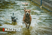 Năm Mậu Tuất kể chuyện giống chó quý Phú Quốc