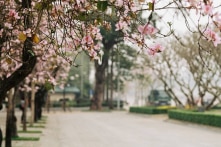 Một góc hoa ban Tây Bắc nở giữa lòng Hà Nội