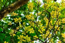 Khúc giao mùa tháng ba (Ảnh)