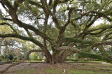 Seven Sisters Oak