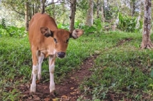 Quảng Trị: Nhận bò giống hỗ trợ chăn nuôi, chính quyền xã cấp phát cho người nhà cán bộ làm thịt