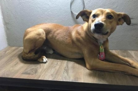 Chú chó hoang ăn trộm cuốn sách “Những tháng ngày bị bỏ rơi” gây sốt trên mạng