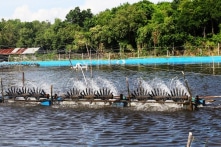 Sóc Trăng: Khởi tố vụ đầu độc ao nuôi gần 1 triệu con tôm