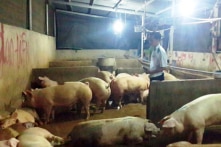 Đồng Nai: Phát hiện hàng chục con heo nghi bị tiêm thuốc an thần